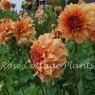 Dahlia 'Great Hercules'