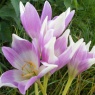 Colchicum Harlekijn