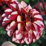 Dahlia 'Senior's Hope'