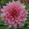 Dahlia 'Striped Emory Paul'