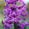 Hyacinth 'Purple Sensation'