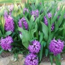Hyacinth 'Purple Sensation'