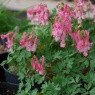 Corydalis solida 'Beth Evans'