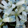 Iris reticulata 'Frozen Planet'