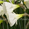 Narcissus bulbocodium 'White Petticoat'