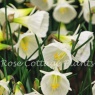 Narcissus bulbocodium 'White Petticoat'