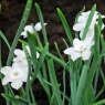 Narcissus rupicola subsp. watieri