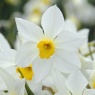 Narcissus 'White Lady'