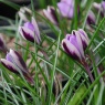 Crocus minimus