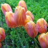 Tulipa 'Dordogne'