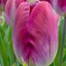 Tulipa 'Kansas Proud'