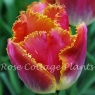 Tulipa 'Sunset Miami'