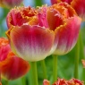 Tulipa 'Sunset Miami'