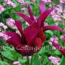 Tulipa 'Purple Doll'