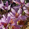 Crocus sativus (saffron crocus)