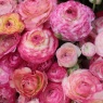 Ranunculus aviv Picotee Roze (Pink)