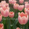 Tulipa 'Apricot Delight'
