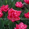 Tulipa 'Queen of Marvel'