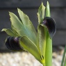 Hermodactylus tuberosa  (Iris tuberosa)