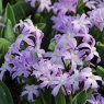 Chionodoxa luciliae 'Violet Beauty' (scilla luciliae 'Violet Beauty'