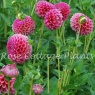 Dahlia Jowey Frambo