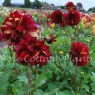 Dahlia Bohemian Spartacus