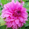 Dahlia Cafe au Lait Rose