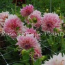 Dahlia Cafe au Lait Royal