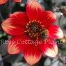 Dahlia Dahlegria Bicolore