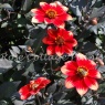 Dahlia Dahlegria Bicolore