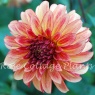 Dahlia Irish Pinwheel