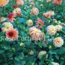 Dahlia Irish Pinwheel