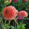 Dahlia Jowey Nicky