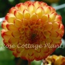 Dahlia 'Kasasagi'