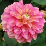 Dahlia Milena Fleur