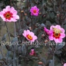 Dahlia Wishes N Dreams