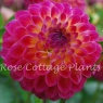 Dahlia 'Hapet Daydream' AGM