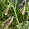 Fritillaria elwesii