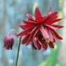 Aquilegia vulgaris 'Ruby Port'