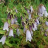 Campanula 'Iridescent Bells'®