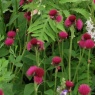 Cirsium rivulare 'Atropurpureum'