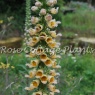 Digitalis ferruginea 'Gigantea'