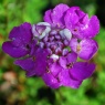 Iberis sempervirens 'Absolutely Amethyst'