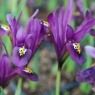 Iris reticulata 'J.S.Dijt'