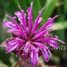 Monarda 'Violet Queen'