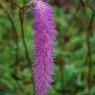 Sanguisorba hakusanensis 'Lilac Squirrel'