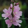 Sidalcea 'Rosaly'