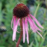 Echinacea pallida