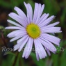 Erigeron 'Quakeress'