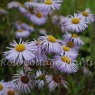 Erigeron 'Quakeress'